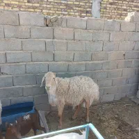 قوچ نسل دوقلوزا