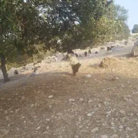 فروش یه راس چپش جوان نژاد دار و سرحال|حیوانات مزرعه|لوداب, |دیوار