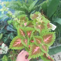حسن یوسف گندمی گل و گیاه