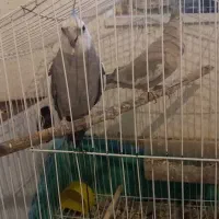 یک جفت عروس هلندی نر سخن گو