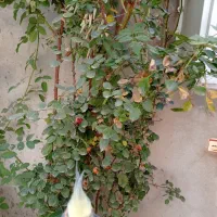 خونه-منزل-اجاره-ای-قیمت-مناسب-خانم-یا-دانشجویی