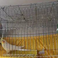 یک جفت عروس هلندی بالغ|پرنده|سمنان, |دیوار