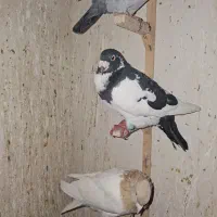 پرنده(کفتر)