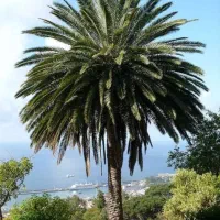 نخل فونیکس ۴۰ ساله