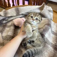 اسکاتیش ماربل گلد