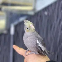 عروس هلندی|پرنده|بجنورد, |دیوار