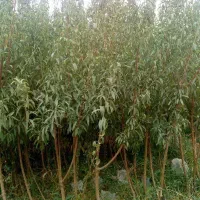 درخت بادام سوپرنوا ، نهال ،گلخانه نهالستان در مشهد|گل و گیاه طبیعی|مشهد, عبادی|دیوار