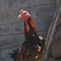 خروسلاری
