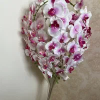 گل ارکیده و گلدان