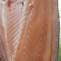 ماهی|ماهی|اصفهان, باغ کاران|دیوار
