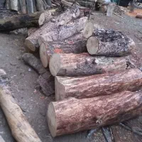 چوب بری و حرس کاری