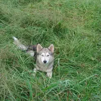 فروش سگ هاسکی سیبری