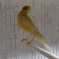 قناری نر  تن نخورده