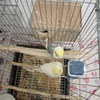 قفس پرنده و یه جفت عروس هلندی مولد|لوازم جانبی حیوانات|پاکدشت, حصار امیر|دیوار