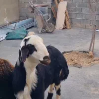 ۲راس بره قوچ