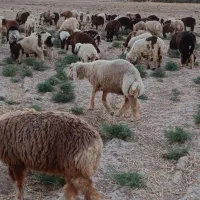 بره