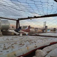 کفتر جان آردن و شهری سرک دم سفید|پرنده|شیراز, کوشک میدان|دیوار