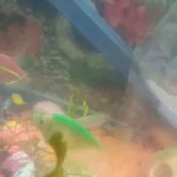 ساعت با ماهی