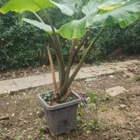 گل بابادم|گل و گیاه طبیعی|آمل, |دیوار