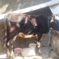 گوساله فروشی|حیوانات مزرعه|رامیان, |دیوار