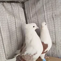 جفت پشت|پرنده|بیرجند, |دیوار