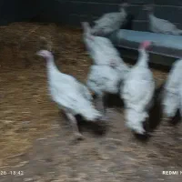 بوقلمون گوشتی