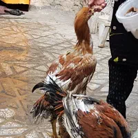 جوجه خروس لاری اصل ذات دار|حیوانات مزرعه|زاوه, |دیوار