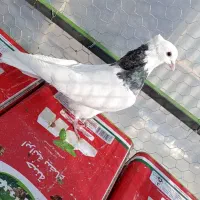 طوقی نر سرور|پرنده|قم, شهرک مهدیه (مدرس)|دیوار