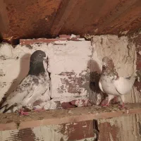 دوتا طوقی نر