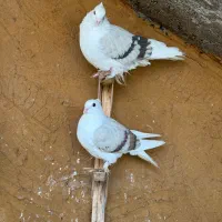 کبوتر دوکت جم|پرنده|جم, |دیوار