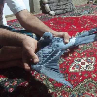 کبوتر مسافتی|پرنده|سبزوار, ابارش|دیوار