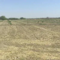 زمین کشاورزی با ۴۵۰عدد درخت گردو اسرائیلی|فروش دفتر صنعتی، کشاورزی، تجاری|چناران, |دیوار