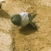 لنده|پرنده|دهدشت, |دیوار