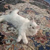 برفی|گربه|تهران, ابوذر|دیوار