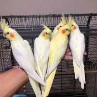 دنیای عروس هلندی نر ماده سخنگو باضمانت ۳۵ساله دستی|پرنده|تهران, سلسبیل شمالی|دیوار