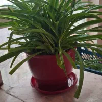 گلدون فروشی