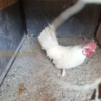 خروس پاکوتاه