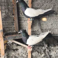 سینه سیاه جفت کت نر و ماده نسل دار|پرنده|ایثار, |دیوار