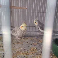 جفت کوتوله و عروس هلندی|پرنده|بیرجند, |دیوار