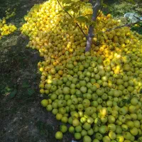 خریدار حیاط در گلبهار 1/۵ میلیارد نقدی وباغ|پیشفروش املاک|چناران, |دیوار