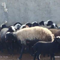 ۸۰ راس گوسفند