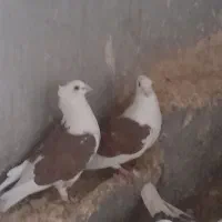 نروماده کویتی|پرنده|تربت‌حیدریه, پائین ولایت|دیوار