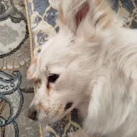 واگذاری سگ اشپیتز