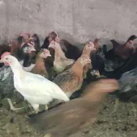 جوجه خروس محلی 2ماهه وزن 900گرم تا1کیلو|حیوانات مزرعه|مرودشت, محمد آباد|دیوار