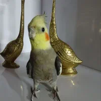 عروس هلندی