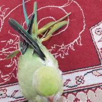 قناری