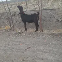 بز غاله نجدی|حیوانات مزرعه|بروجرد, |دیوار