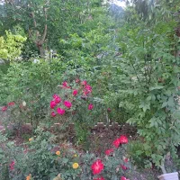 تیکه-ای-از-جنگل-را-بفروش-گذاشته-ایم