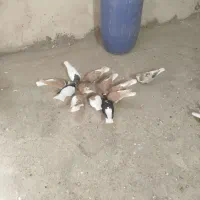 30جفت کفتر ساده خالدار