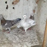 کفتر‌هفرنگ